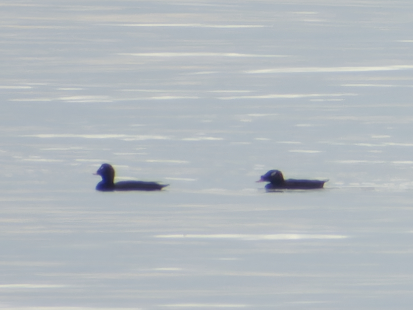 Photo of Stejneger's Scoter